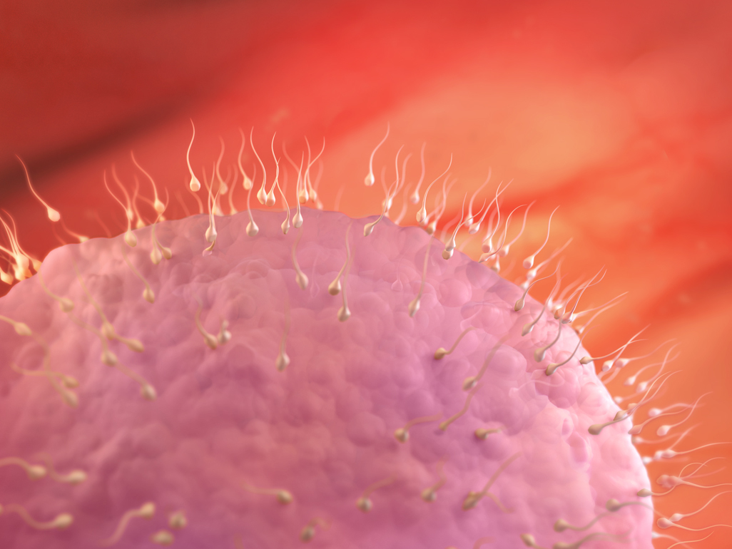 fertilization of egg