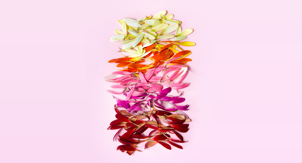 Different colors of flower petals arranged in color on a pink background
